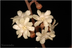 Erycibe paniculata